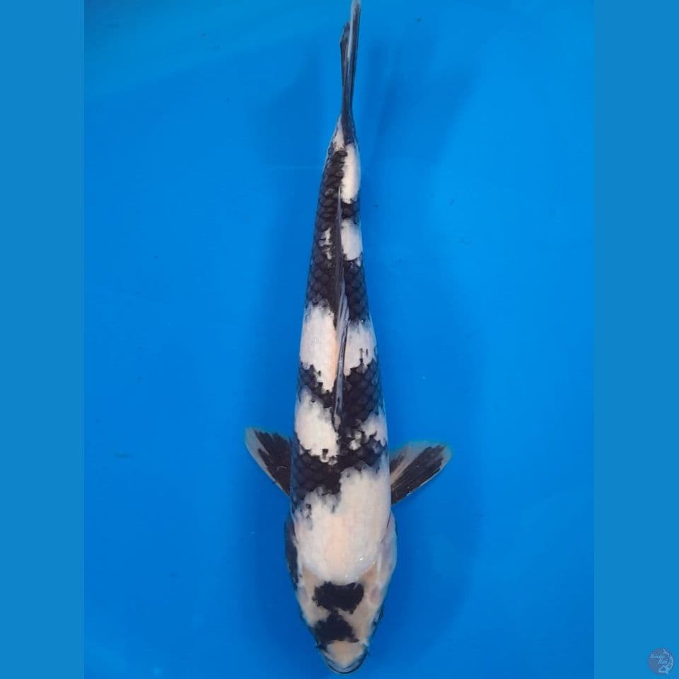 shiro 33cm
