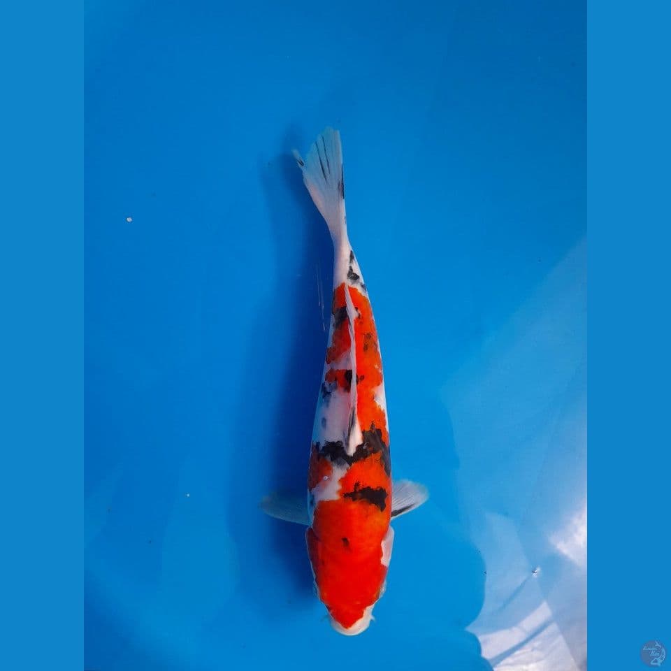 sanke 26cm