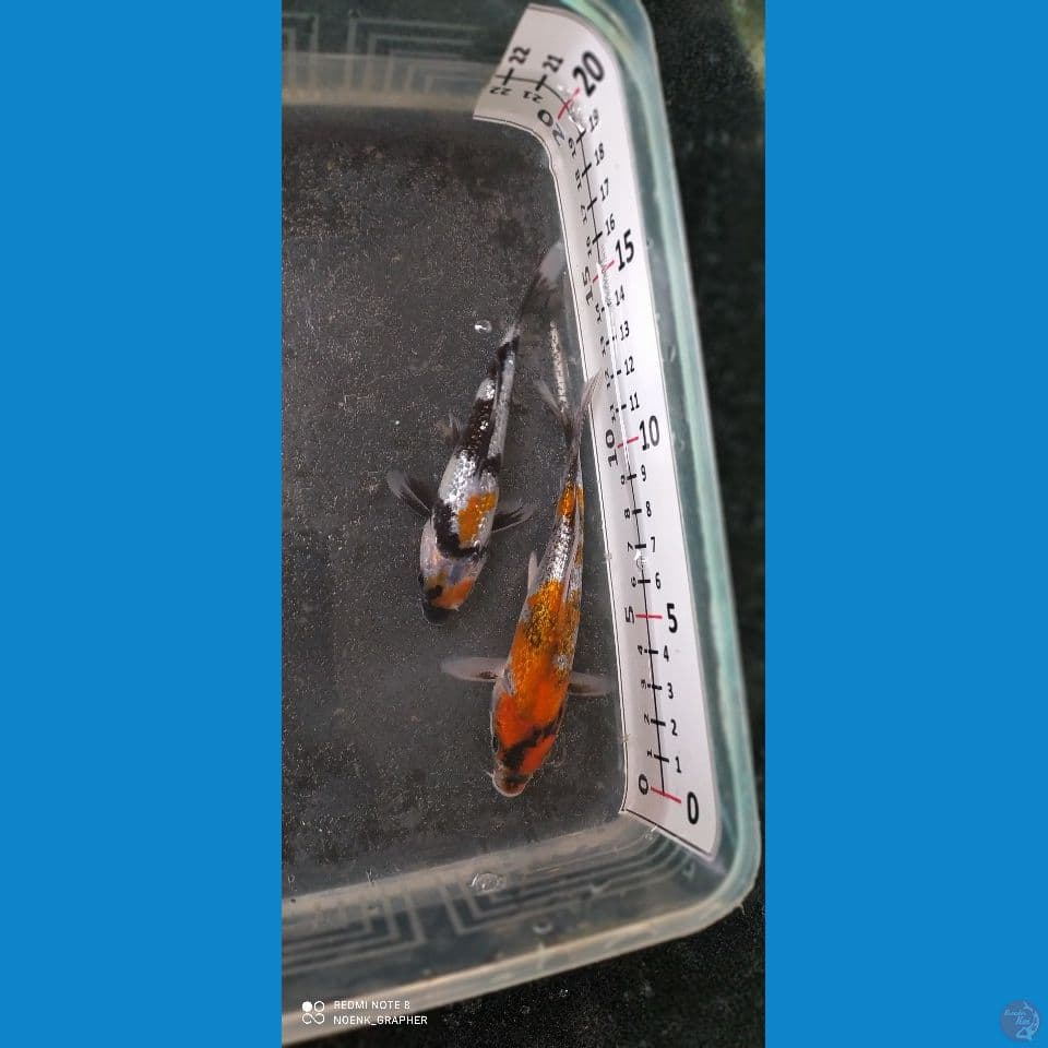Showa Ginrin #7 10cm&12cm
