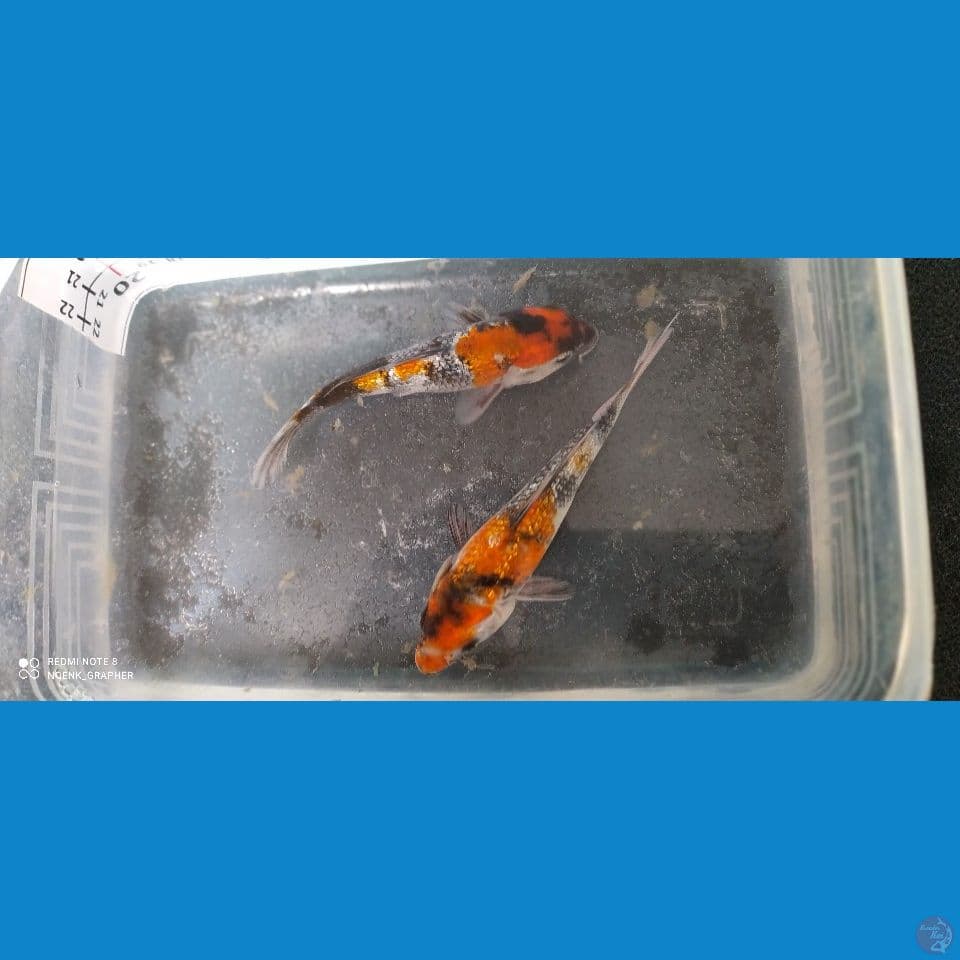 Showa Ginrin #12 10cm&12cm