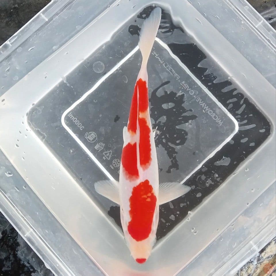 KOHAKU 20CM