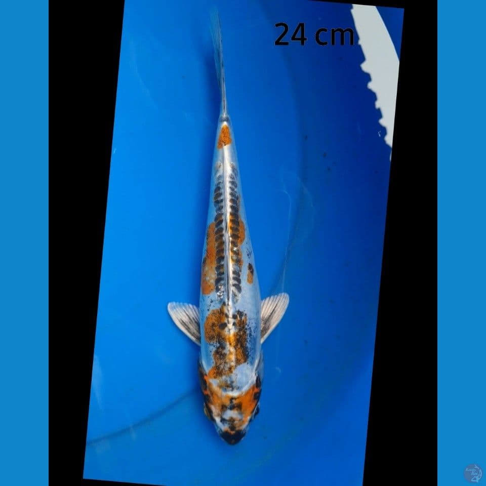 Kiko 24 cm