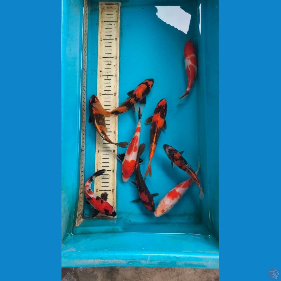mix 9 ekor 16-20cm