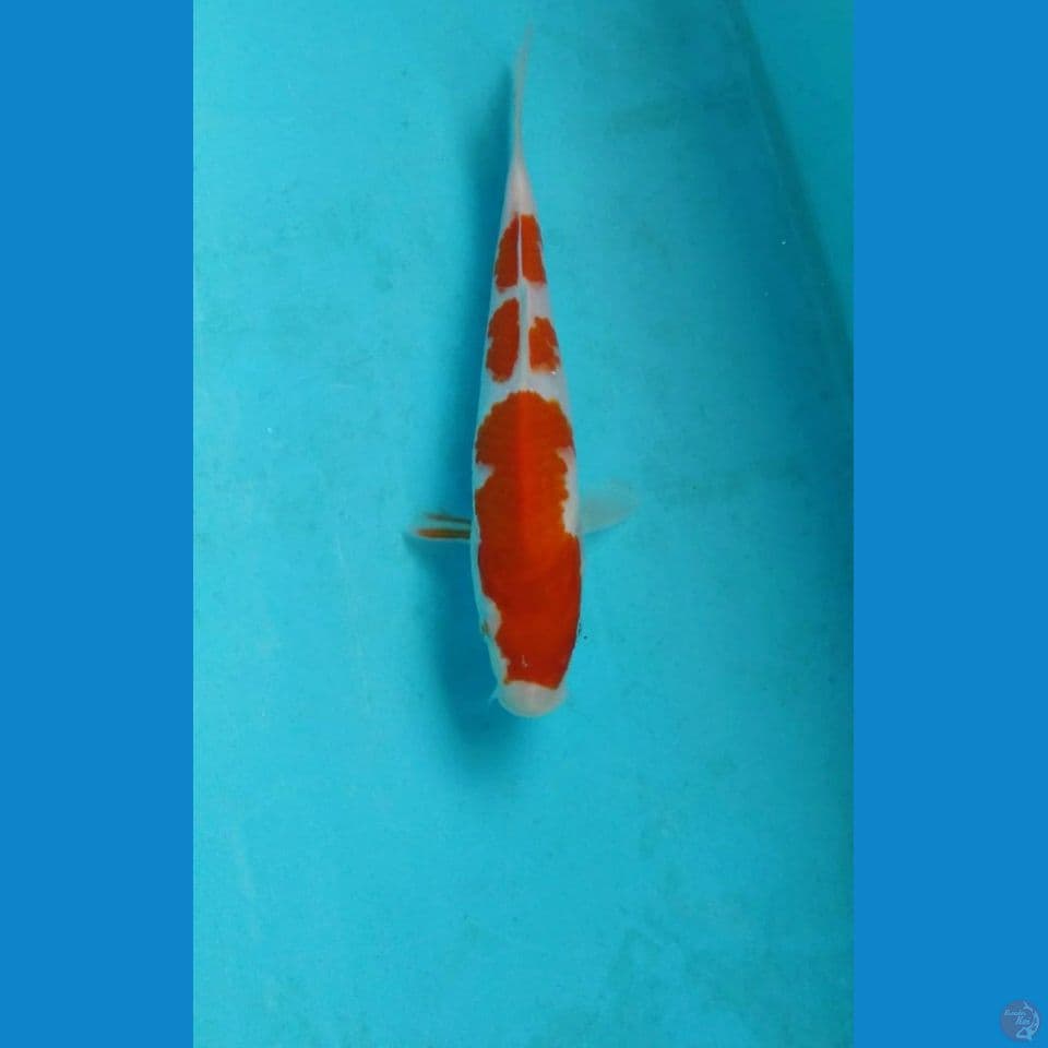 kohaku 20cm