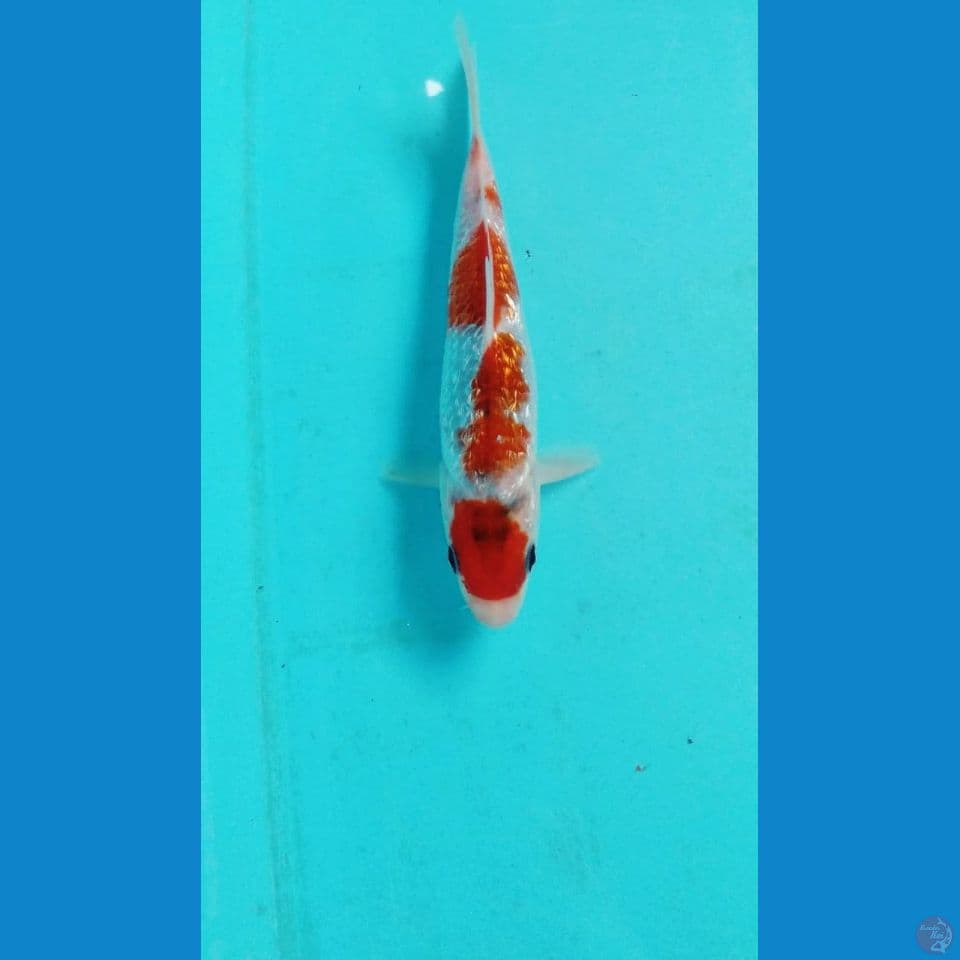 goromo ginrin 20cm