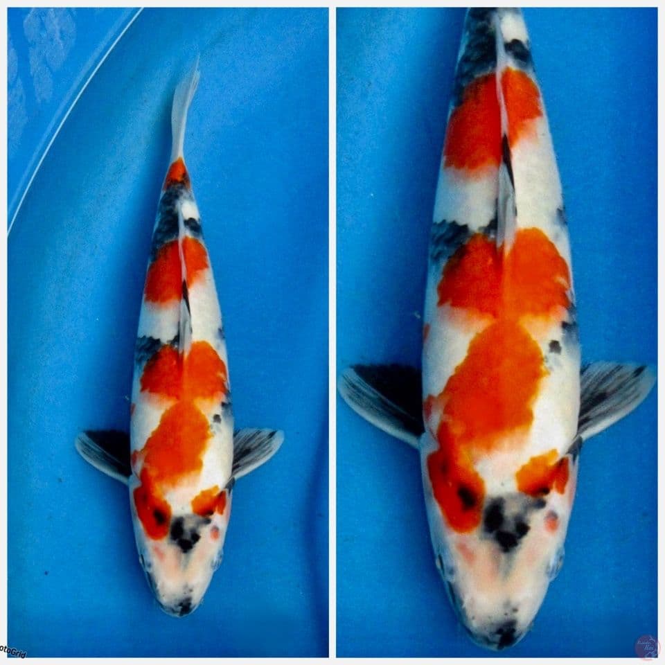 Kindai showa Tategoi F1 sakai 32cm