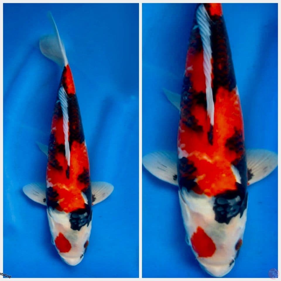 Showa F1 sakai 35cm