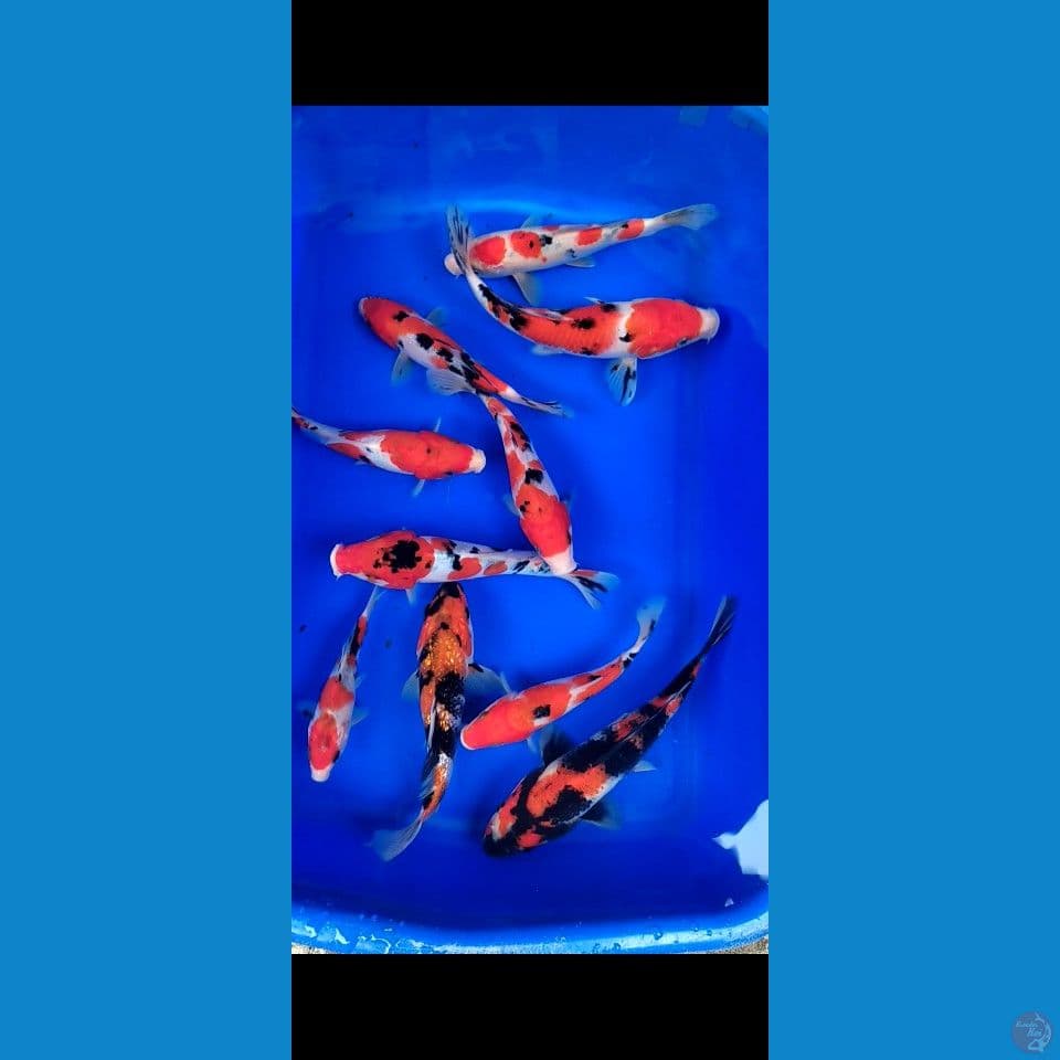 Sisik mix Doit Grade A 15-21cm 10ekor