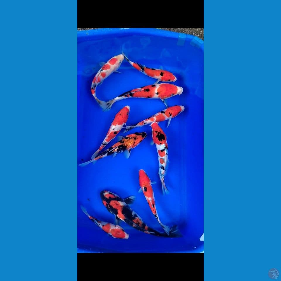 Sisik mix Doit Grade A 15-21cm 10ekor