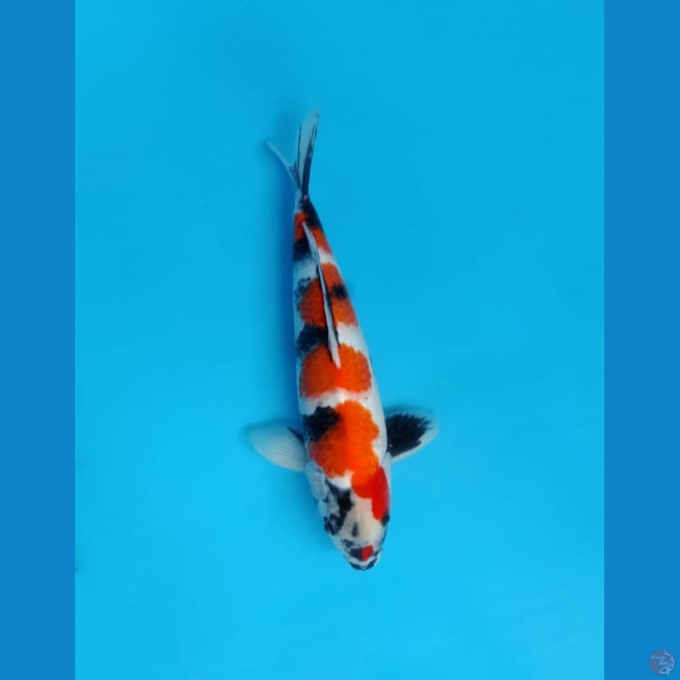 showa 37cm male