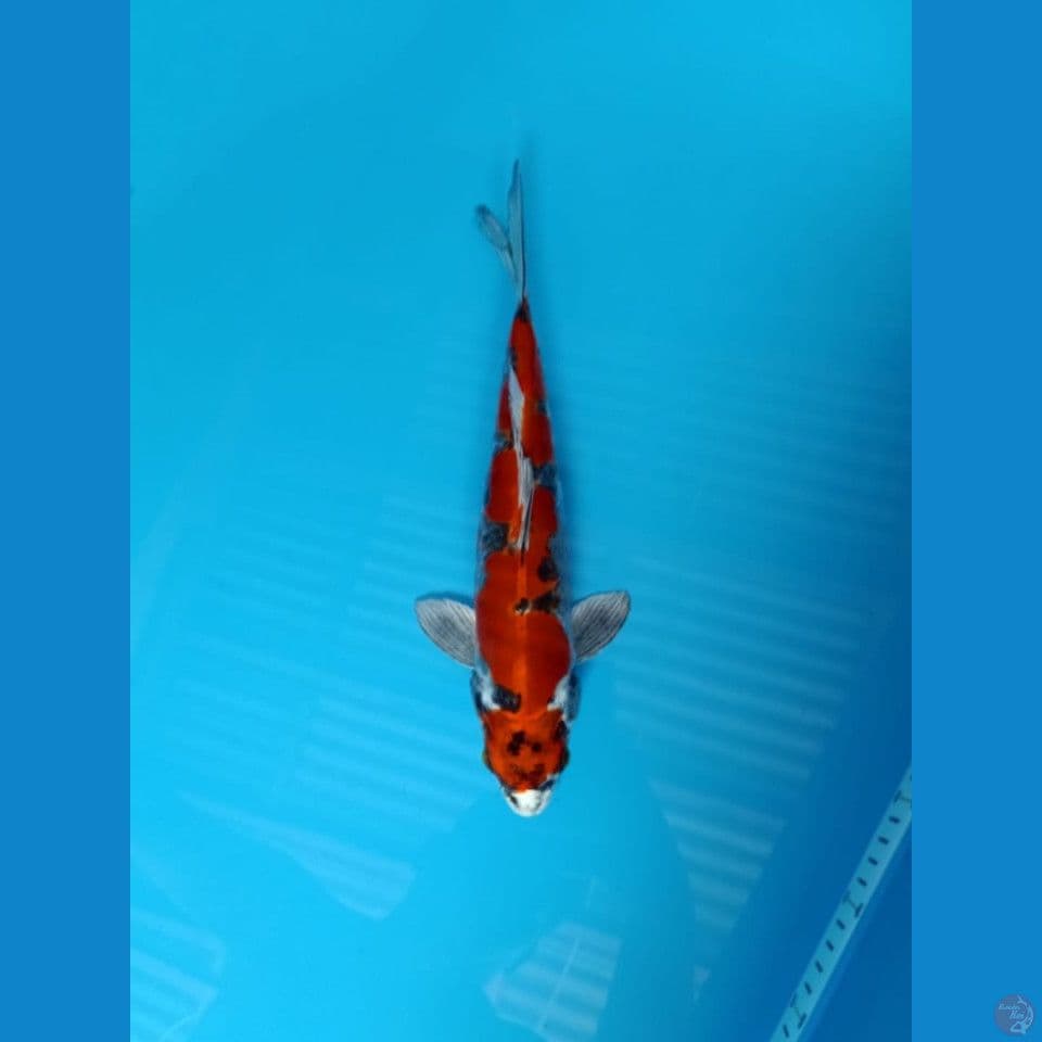 beni kiko 34cm