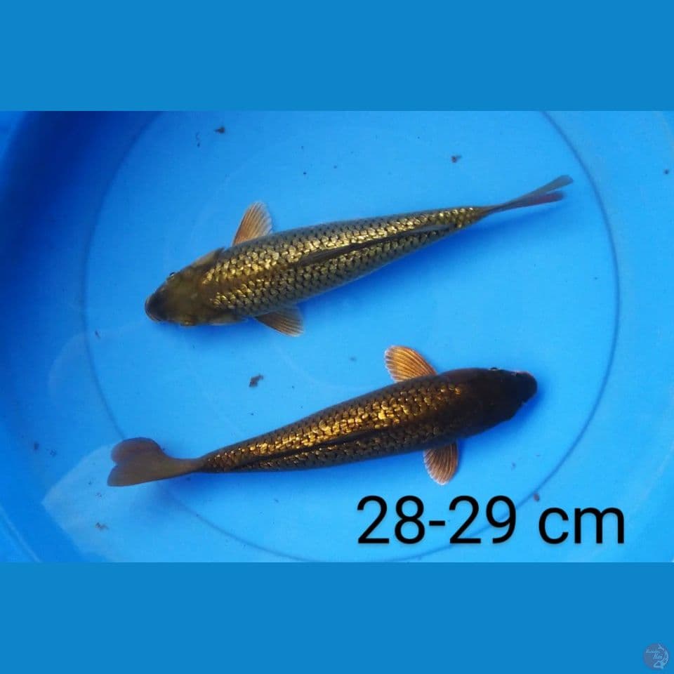 chagoi ginrin 28-29 cm