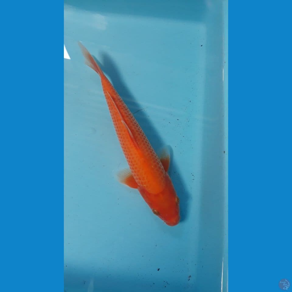 Red karasi 25 cm