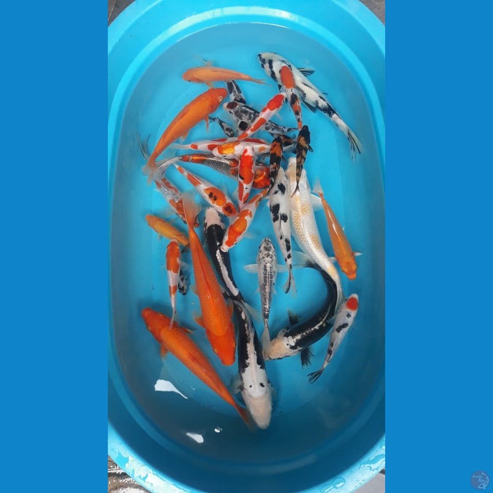 mix koi 30 ekor 7-27 cm