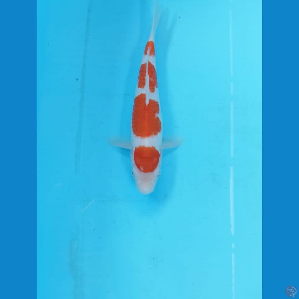 Kohaku 22cm
