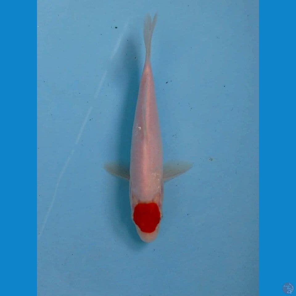 tancho, 18 cm