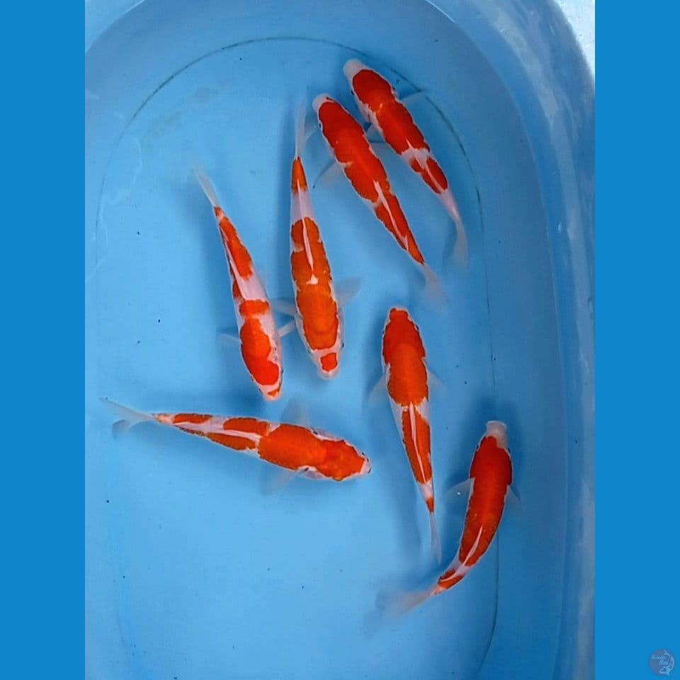 paket kohaku, 19 - 23 cm
