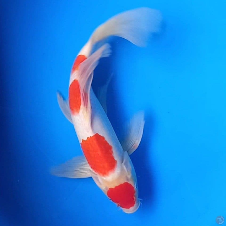 MARUTEN KOHAKU KUMPAI 35CM MALE