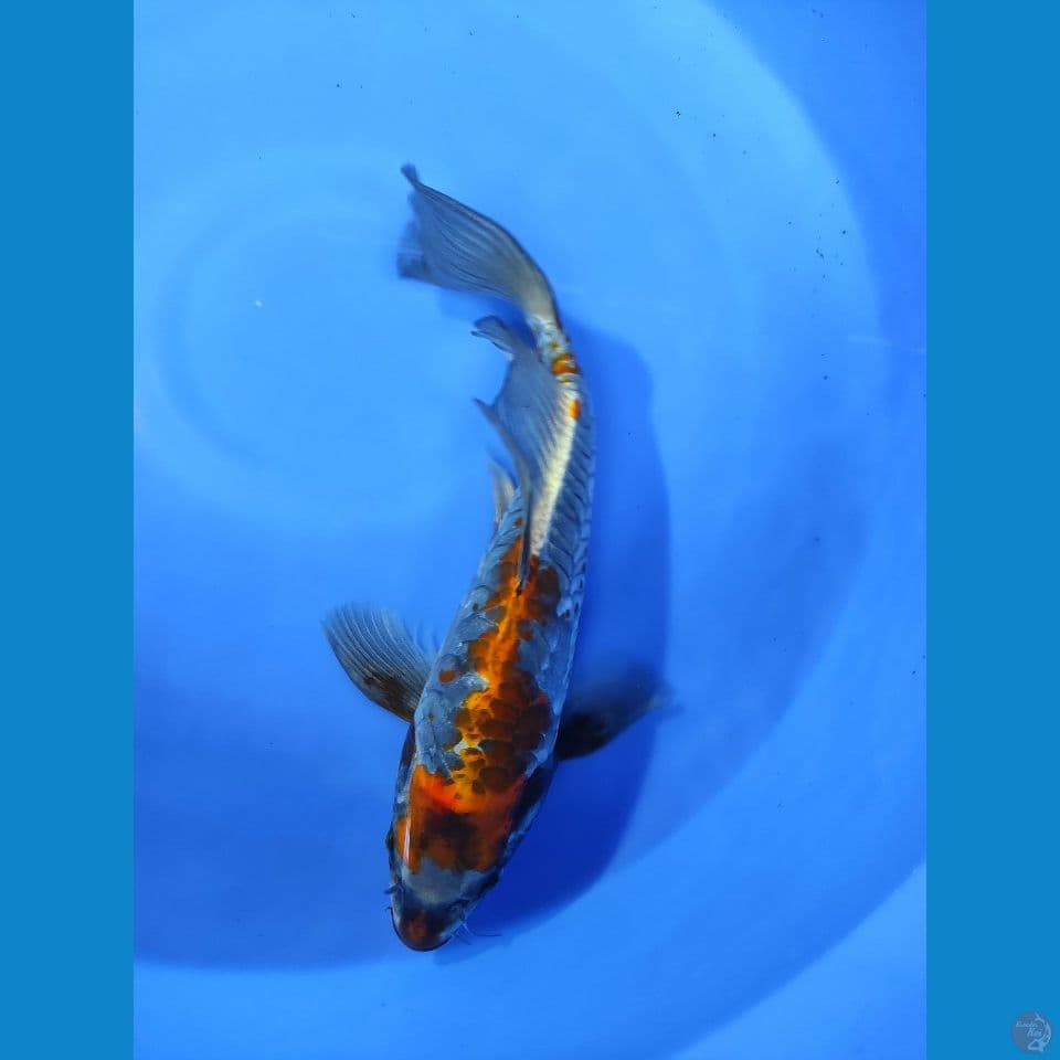 ARAGOKE KOGANE OCHIBA KUMPAY 38CM - RARE COLLECTION
