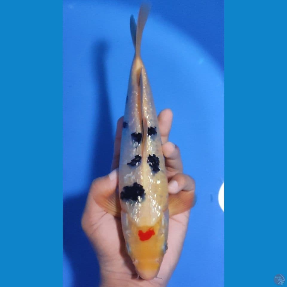 MARUTEN SANKE GINRIN 27CM - MALE