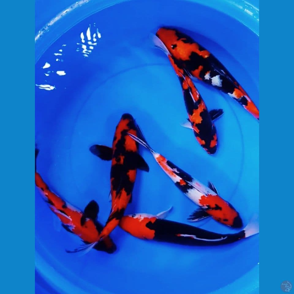 mix Jumbo showa ,beni kumonriyu