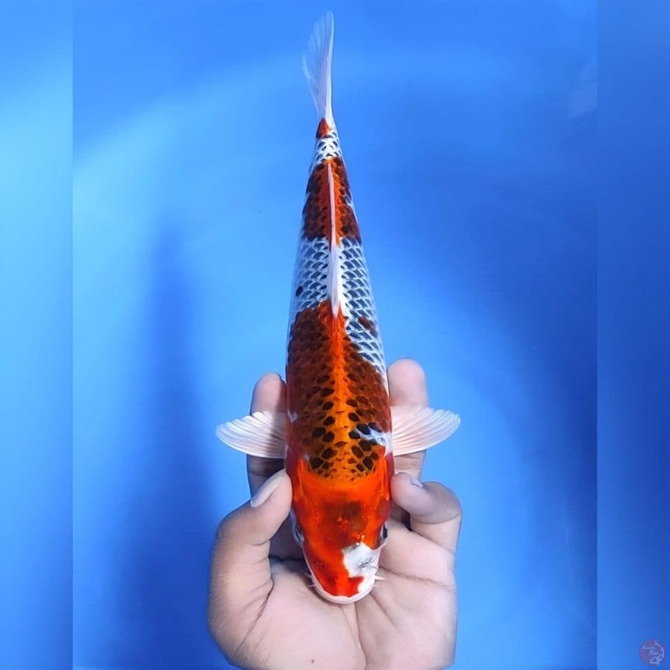 Kujaku # 29cm - Female