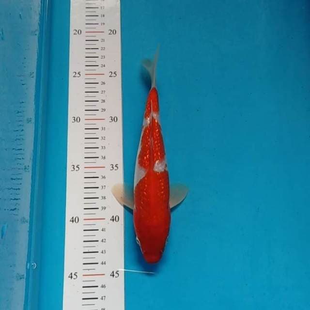 Kohaku step ginrin original