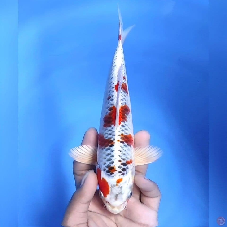 Kujaku # 26cm - female