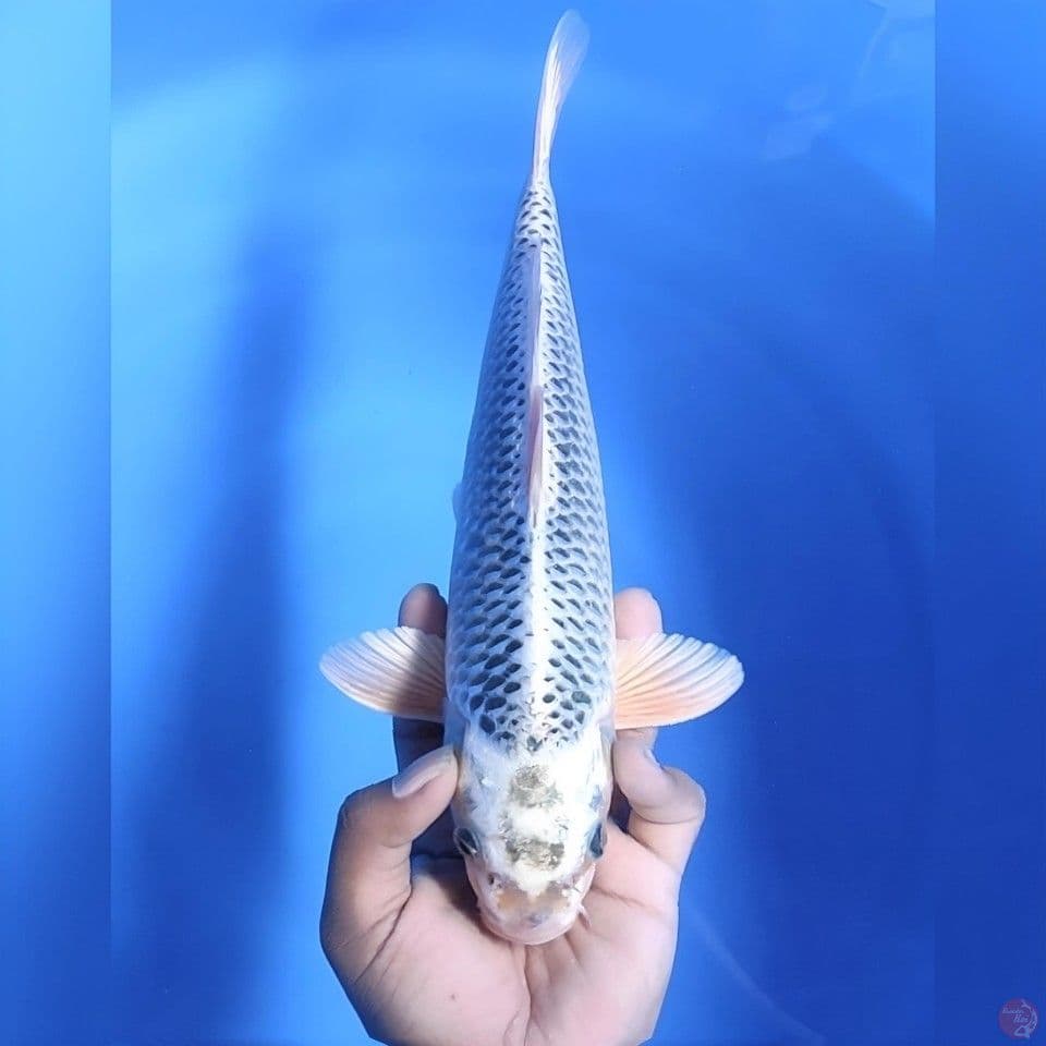 Gin matsuba # 34cm - male