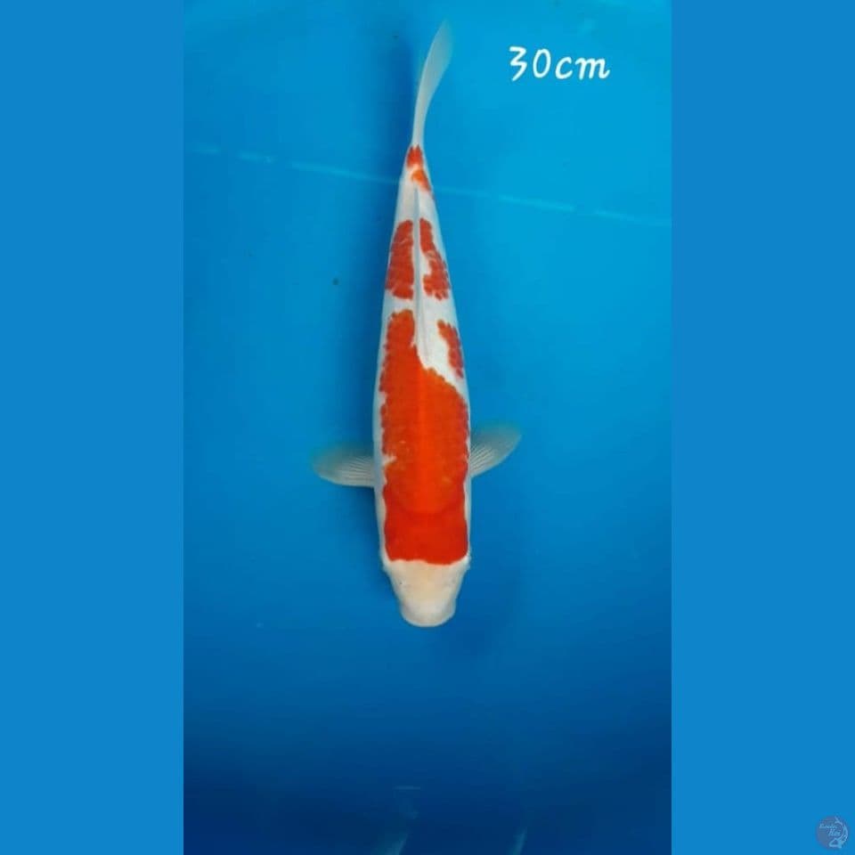 Kohaku 30cm