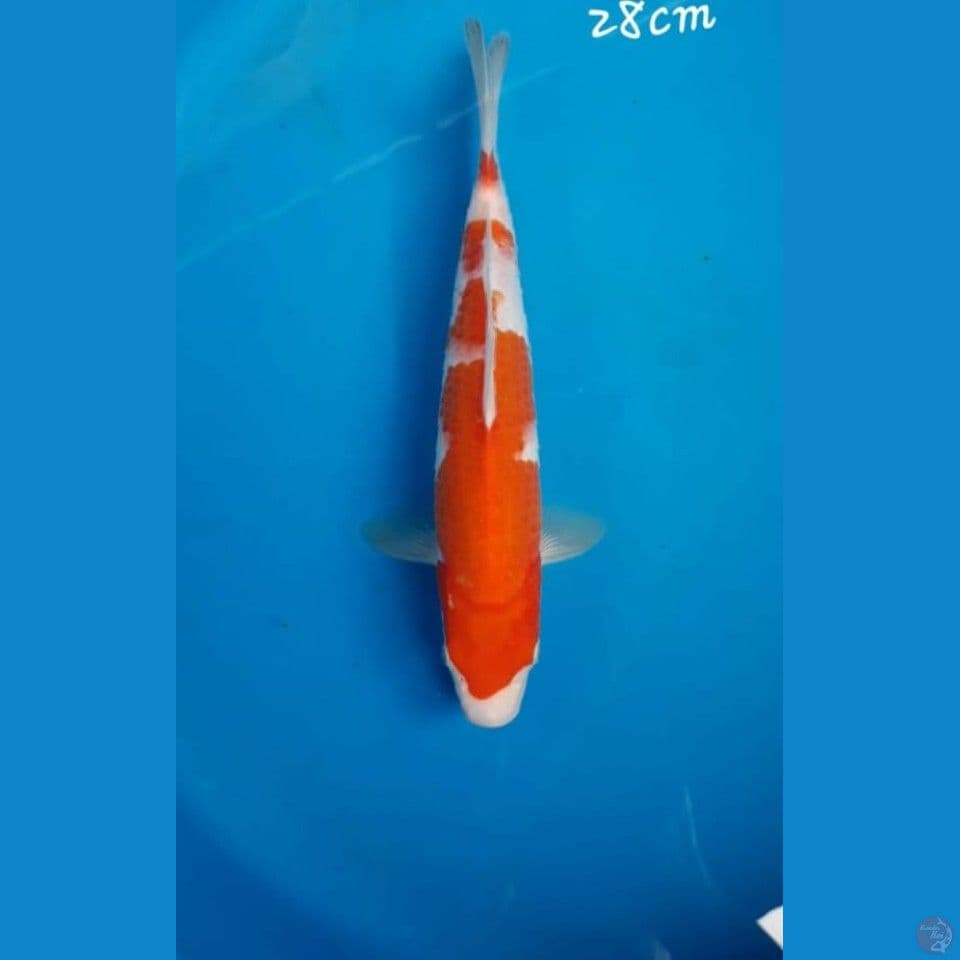 Kohaku 28cm