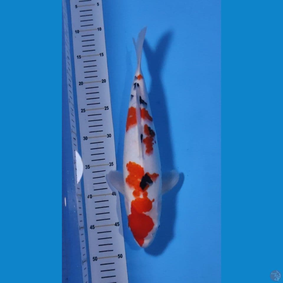 SANKE 35CM - FEEMALE