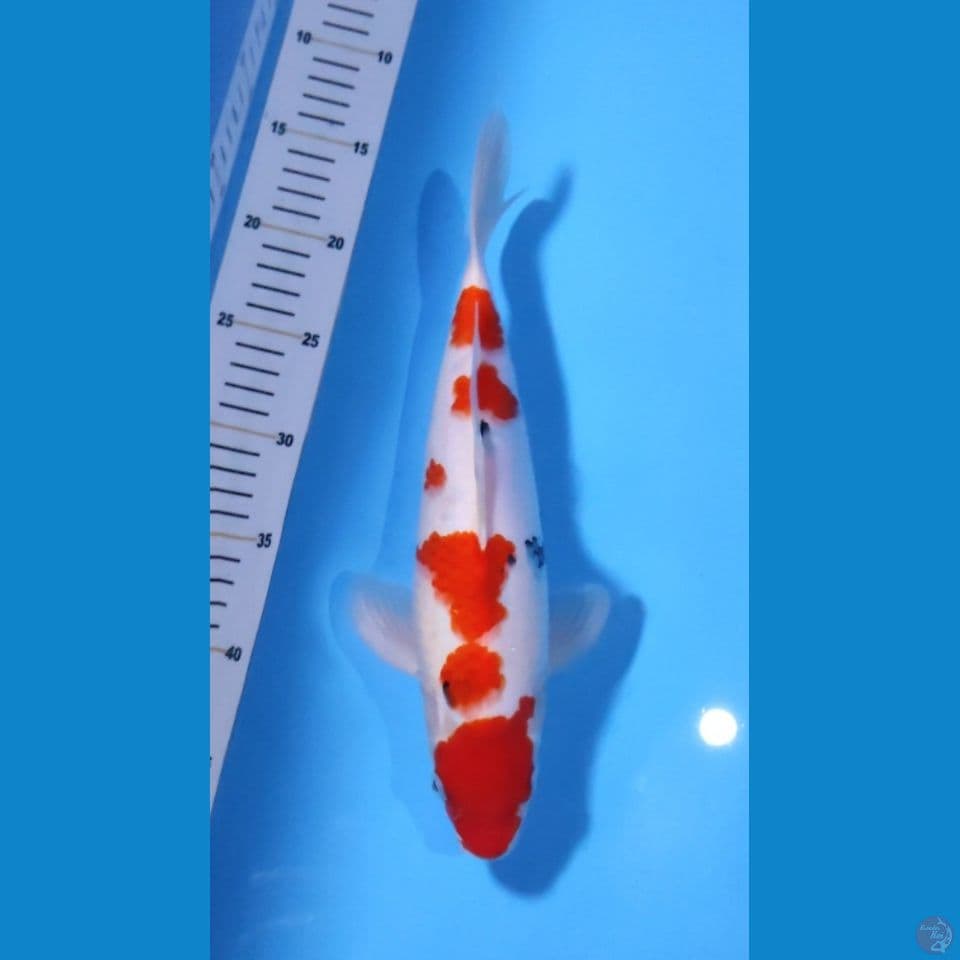 SANKE 33CM - FEEMALE