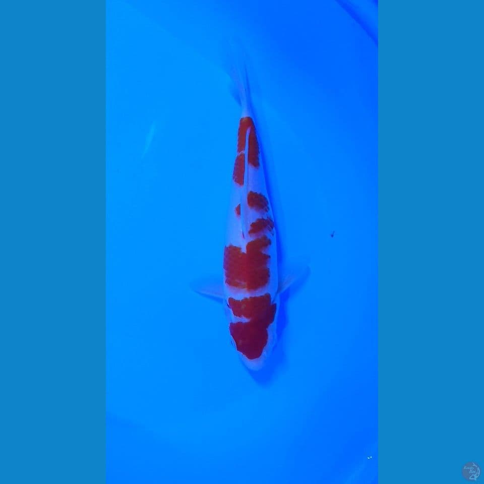 kohaku