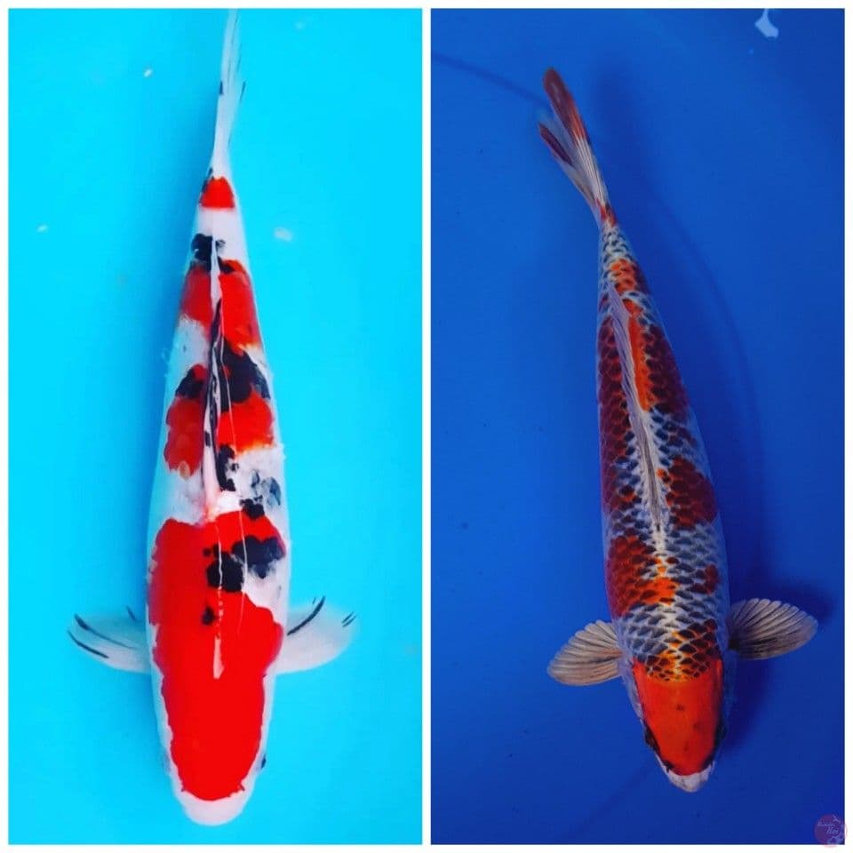 Sanke & Kujaku 33 40cm