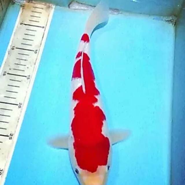 Kohaku.gindrin.size.32cm