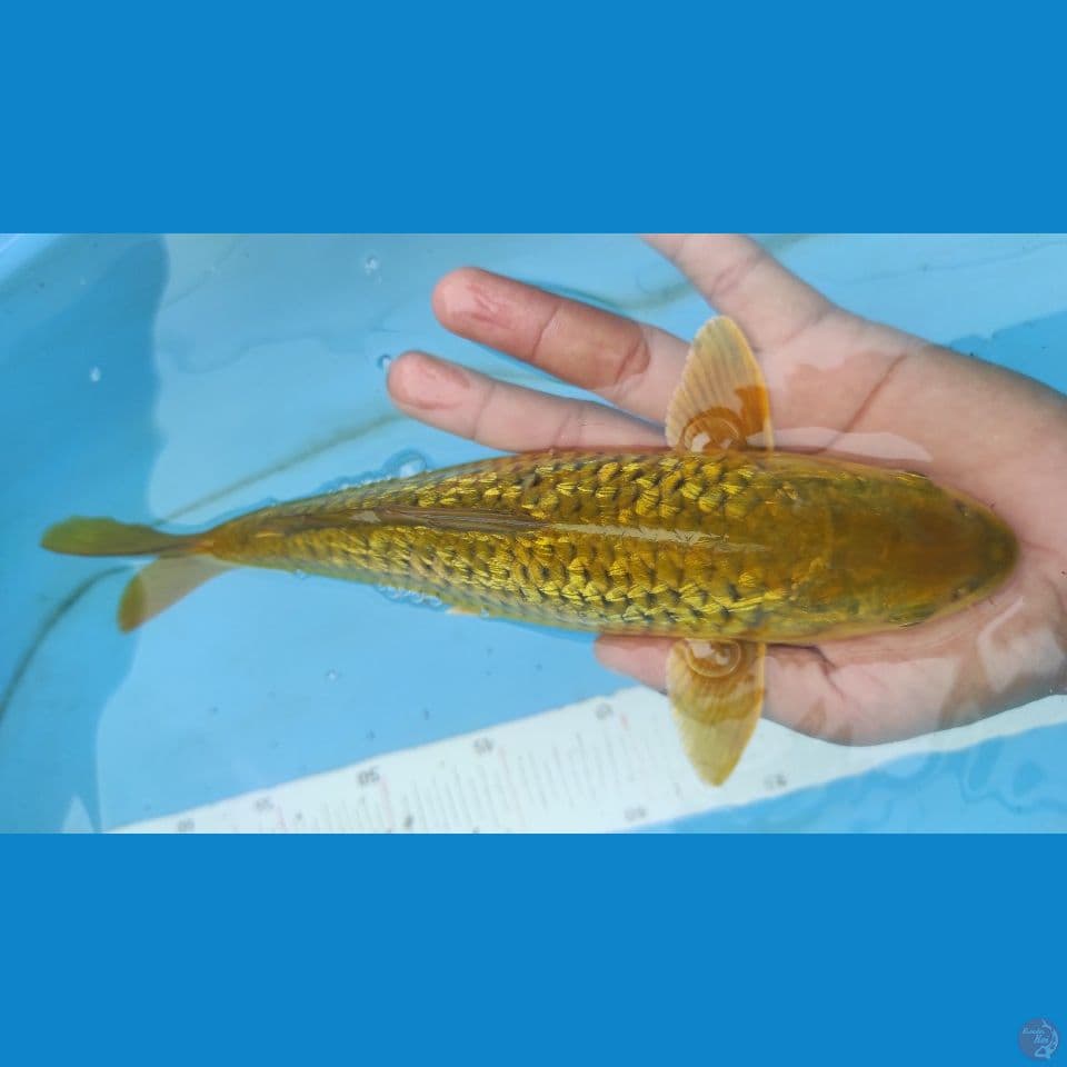 midori 26cm