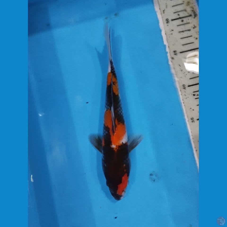 showa 24cm