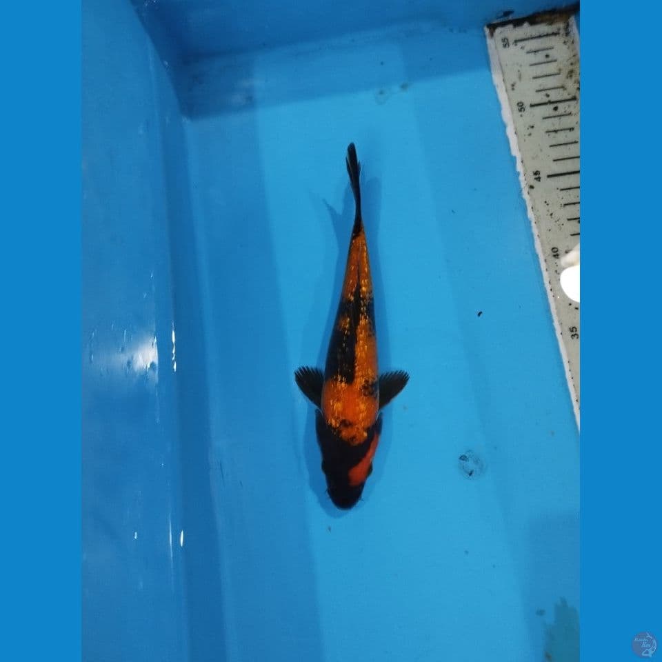 hiutsuri ginrin 20cm