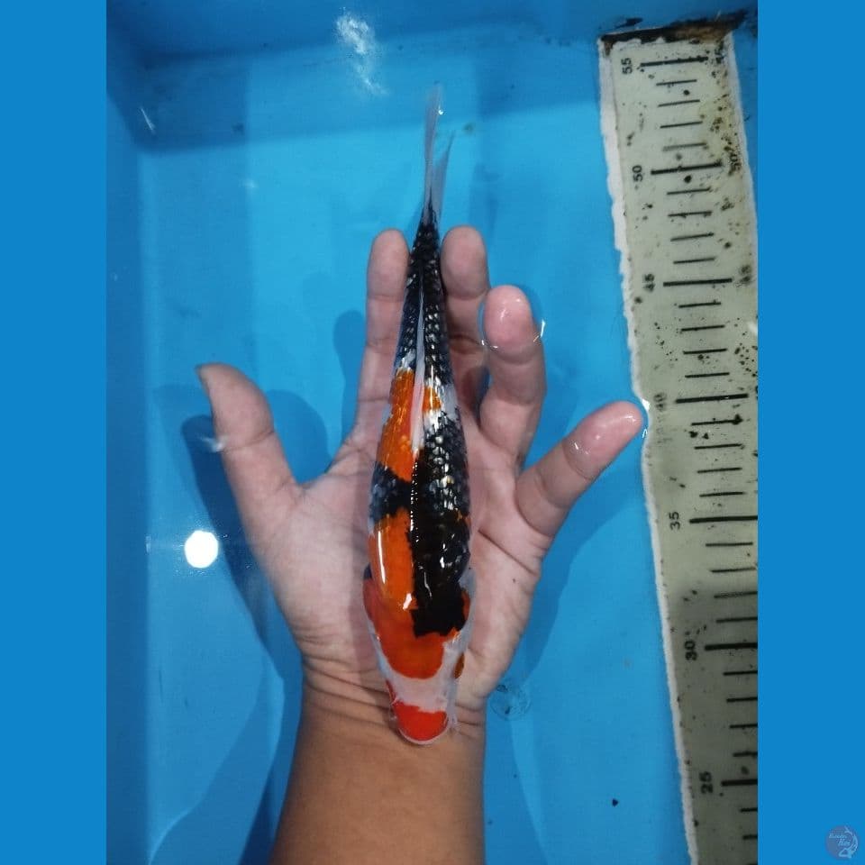 showa ginrin 23cm