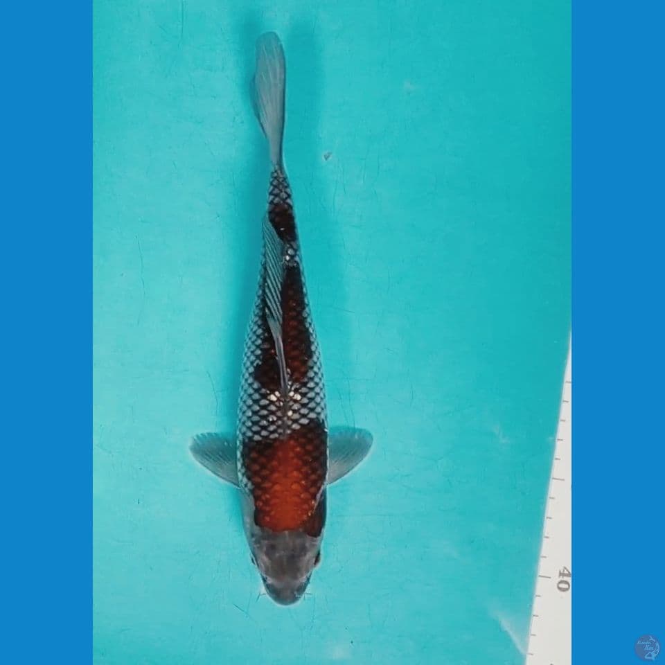 Ochiba 27cm