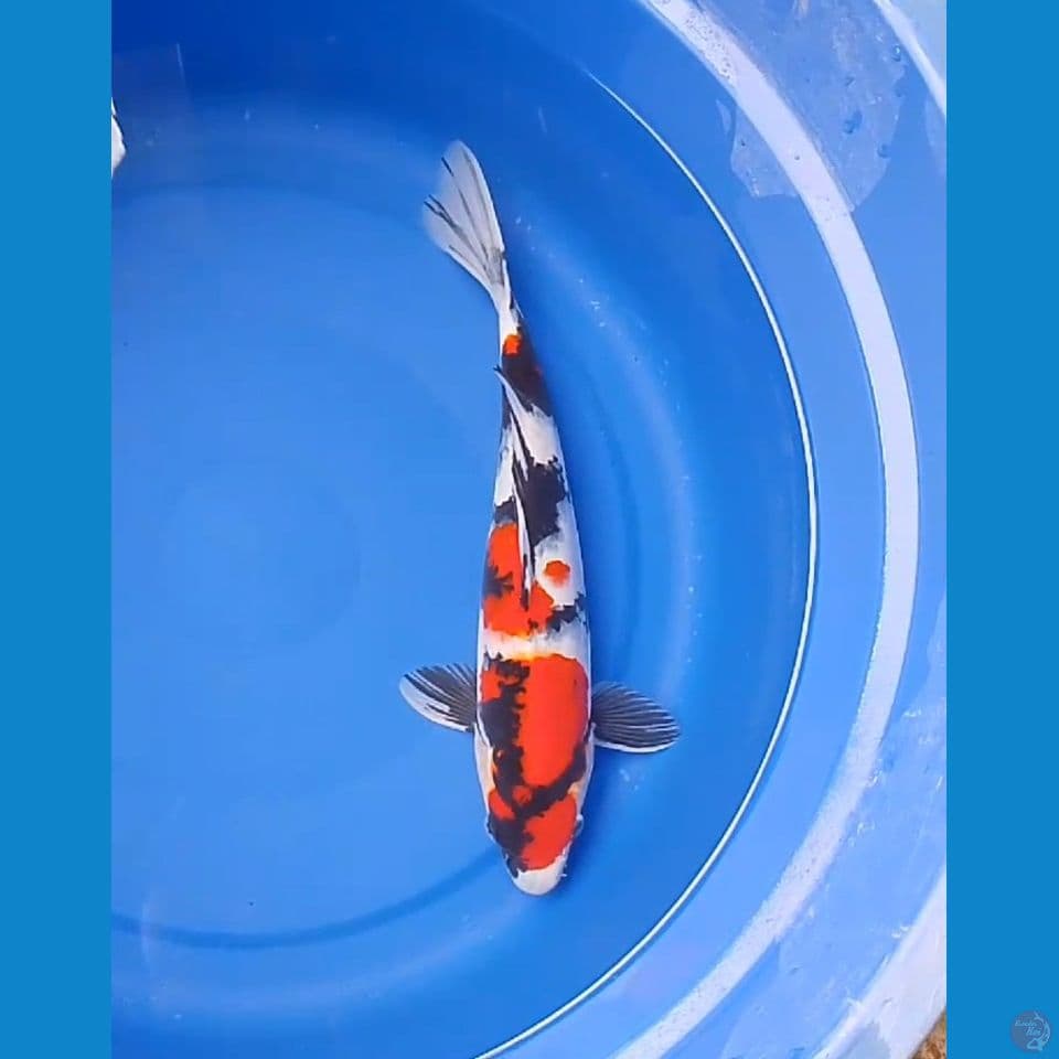 showa jq 35 cm // Male