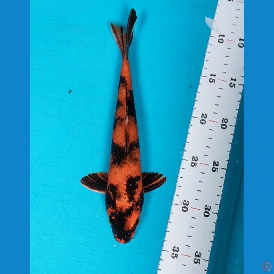Kin utsuri 25cm