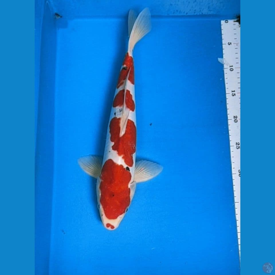 Doitsu Sanke 40cm