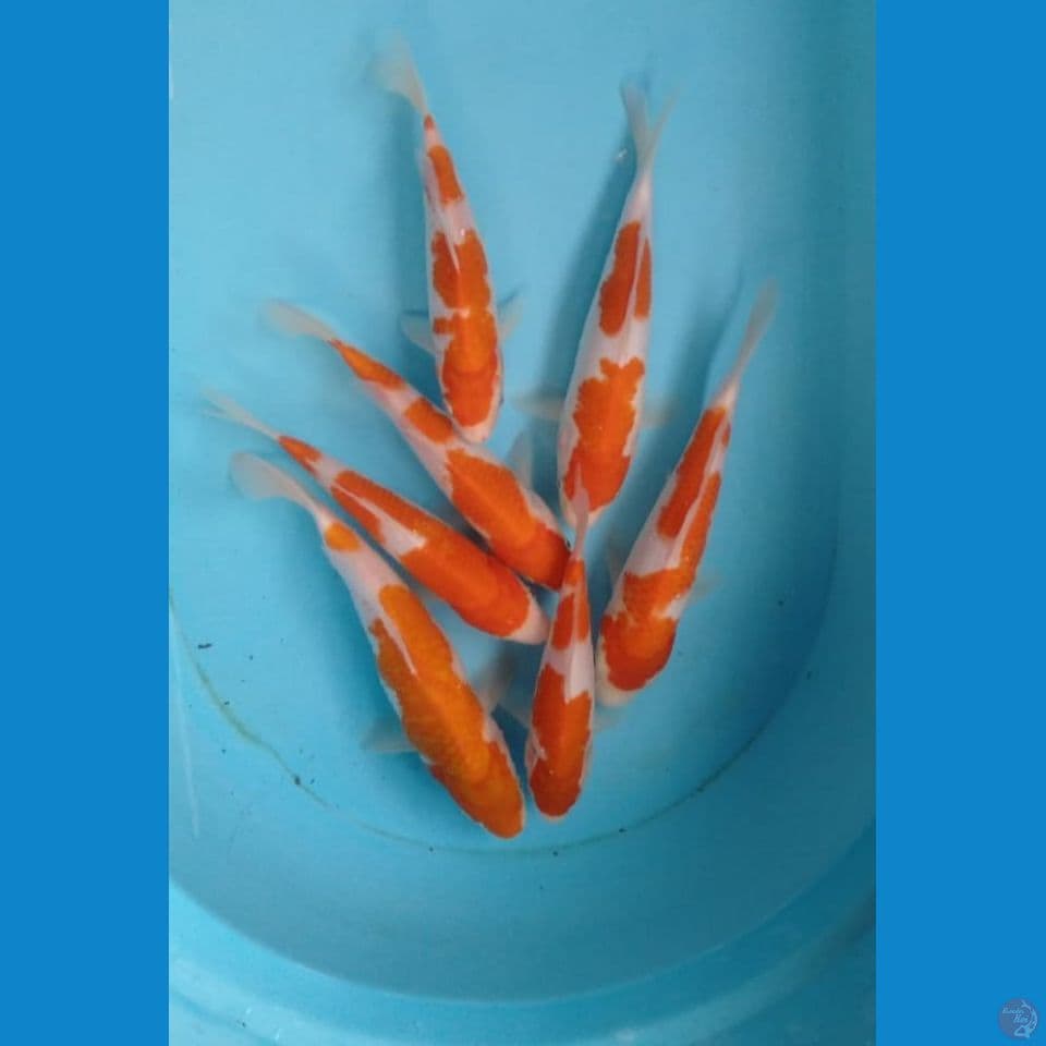 kohaku 20-25 cm