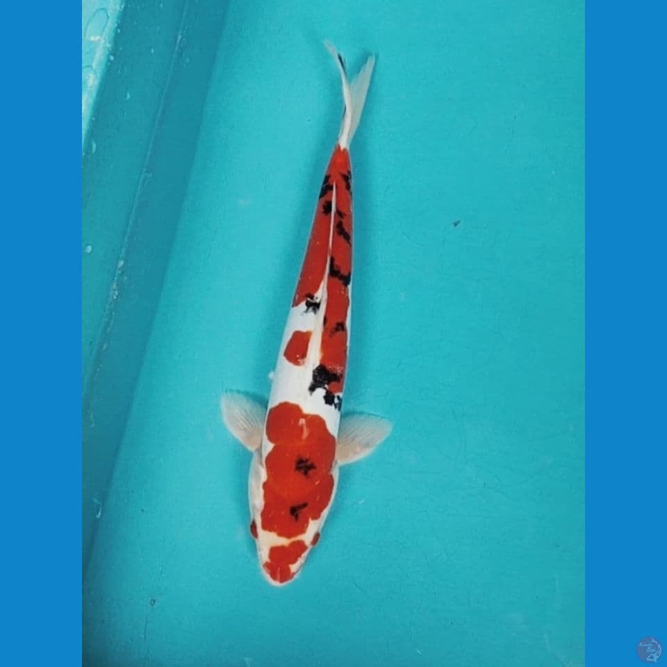 Doitsu sanke strong 33cm