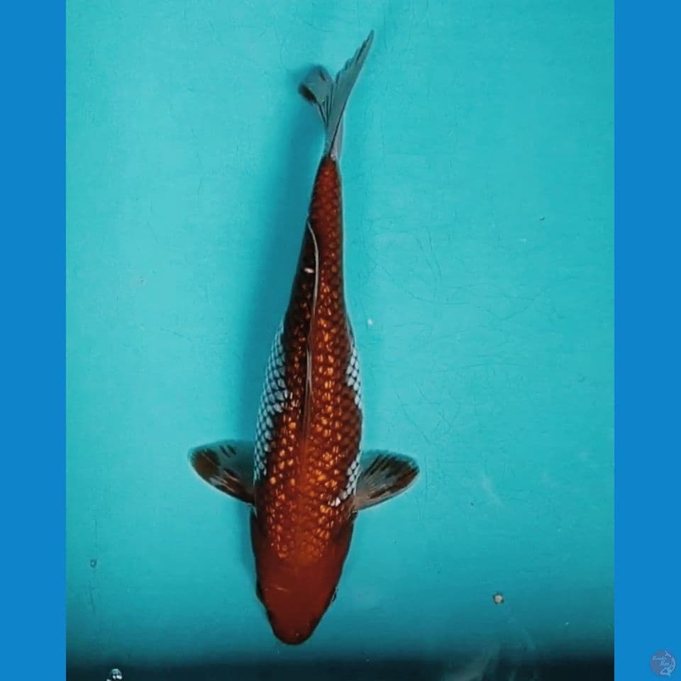 Ochiba Ginrin 28cm