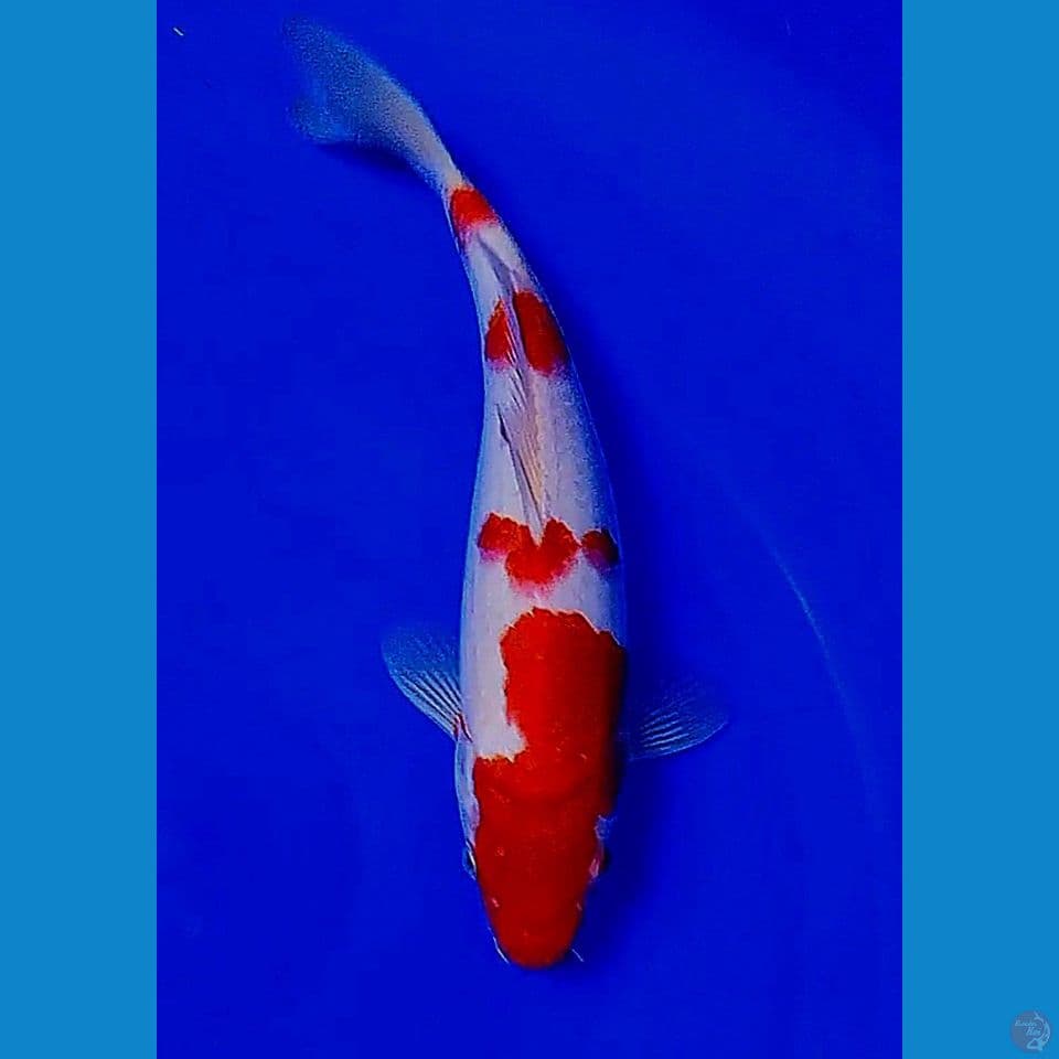 32cm super red kohaku
