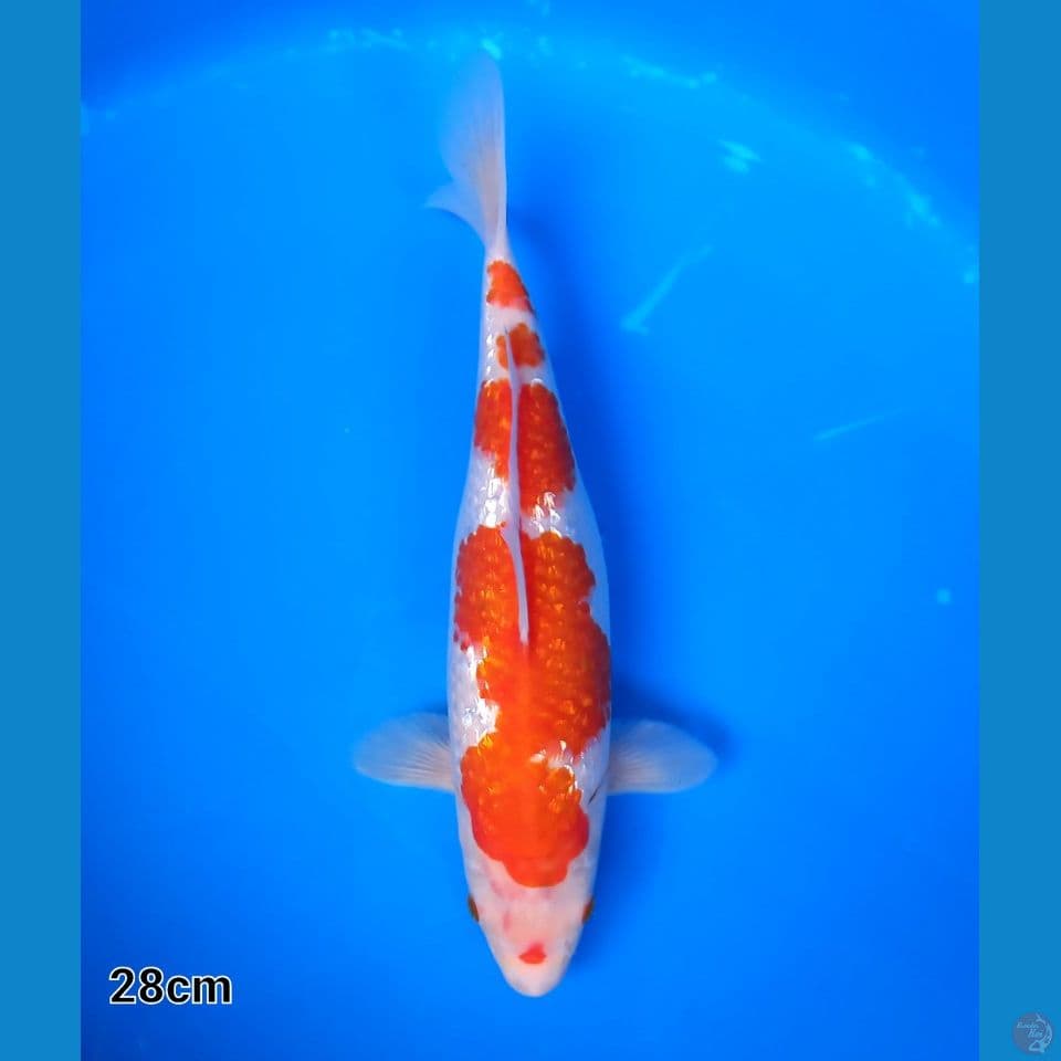 KOHAKU GINRIN 28CM