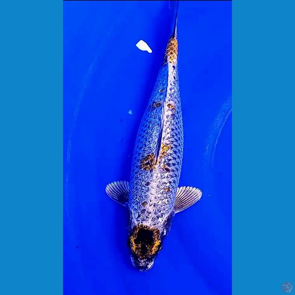 32cm kogane ginrin
